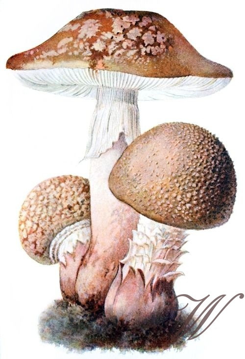Bavlněný panel HR11