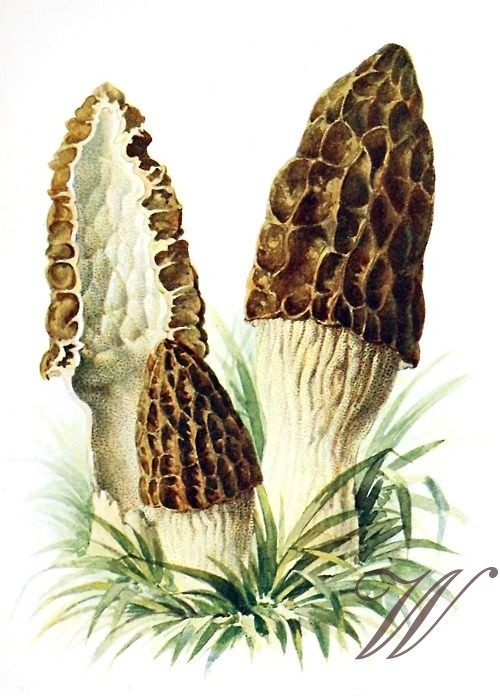 Bavlněný panel HR14 — foto 1