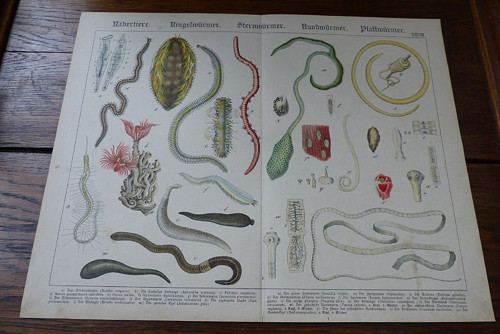 Originál litografie z 19. století, červi