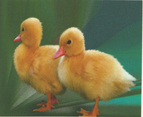 Bavlněná látka - panel 14 x 17 cm