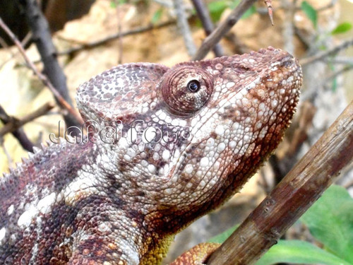 Chameleon obrovský