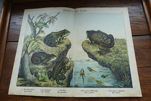Originál litografie z 19. století, ryby