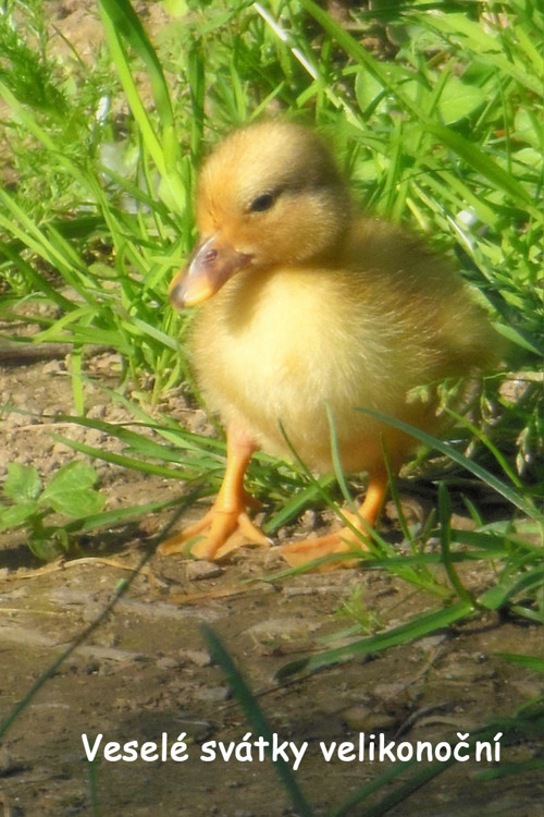 Velikonoční