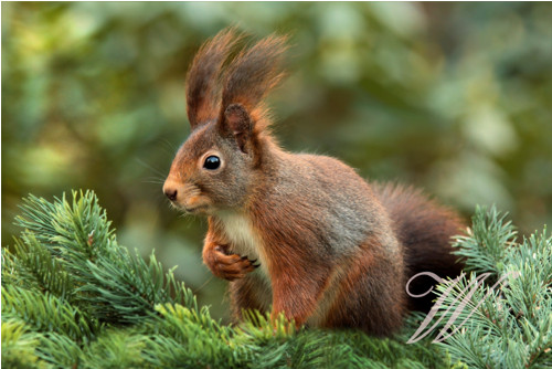 Bavlněný panel ZV47