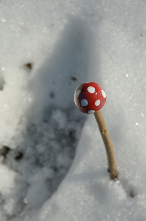 Už zase rostou! — foto 1