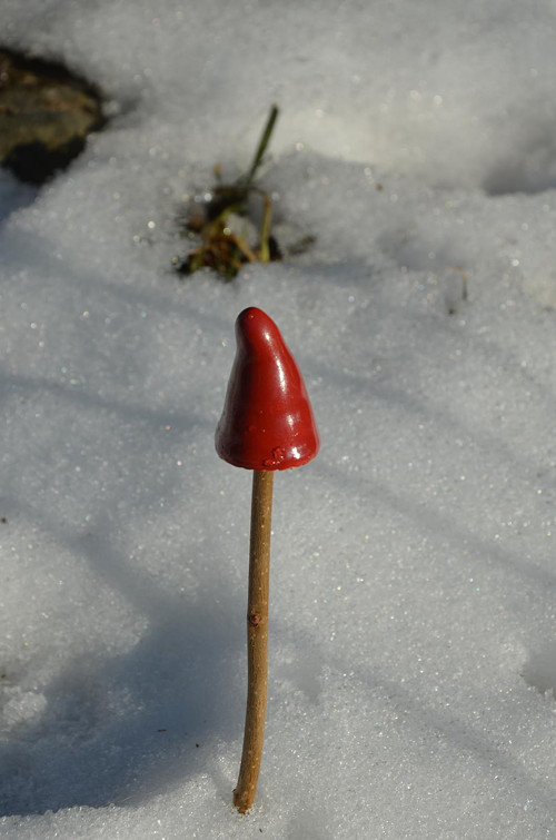 Už zase rostou! — foto 1