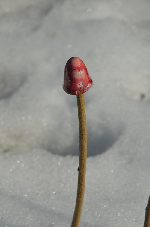 Už zase rostou! — foto 1