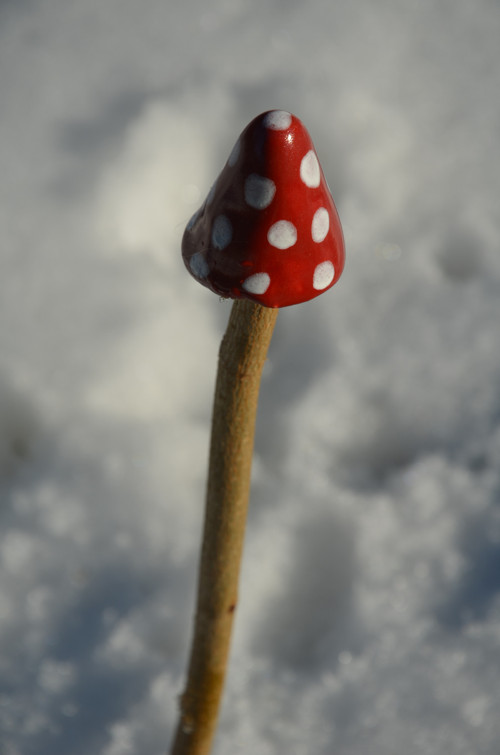 Už zase rostou! — foto 1