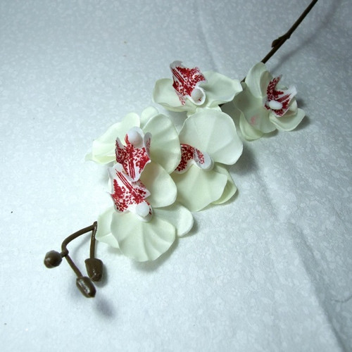 Orchidej bílo-hnědá 49 cm