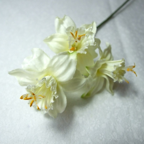 Narcis bílý — foto 1
