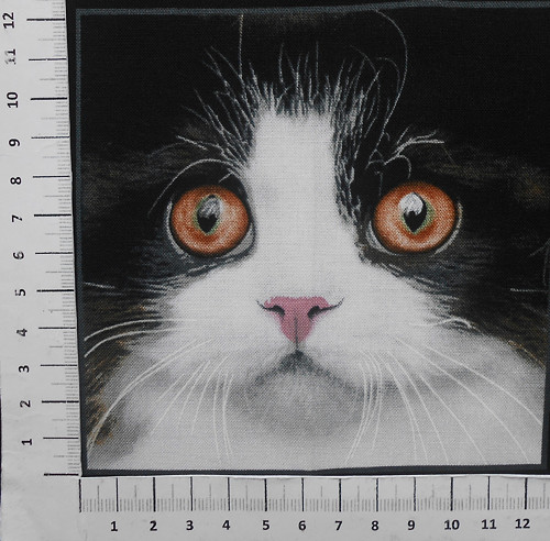 Kočičky — foto 1