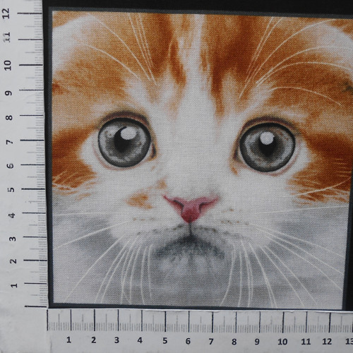 Kočičky — foto 1