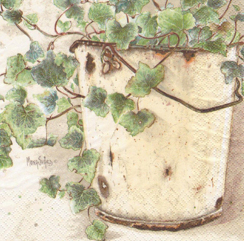 Ubrousek - břečťan — foto 1