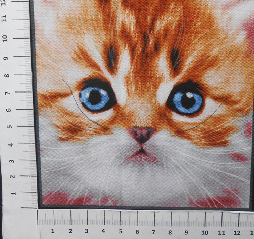 Kočičky — foto 1