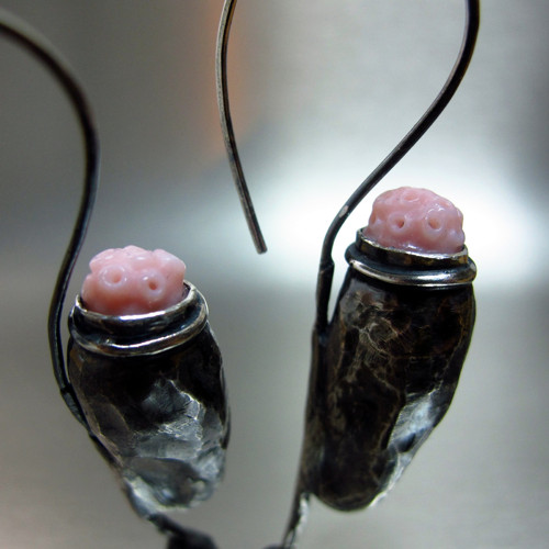 Pediculus — foto 1