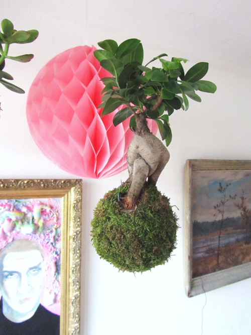 Kokedama Fíkus — foto 1