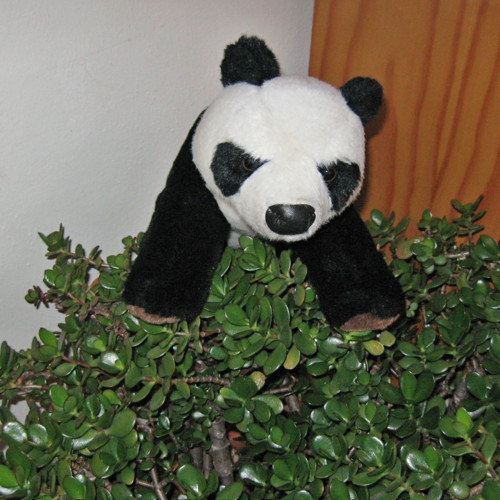 Plyšová panda