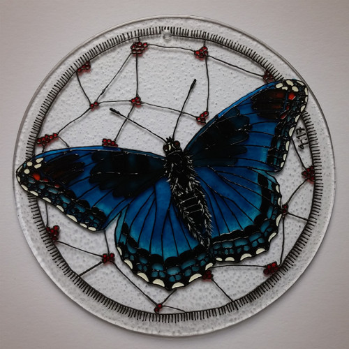 Limenitis arthemis — foto 1