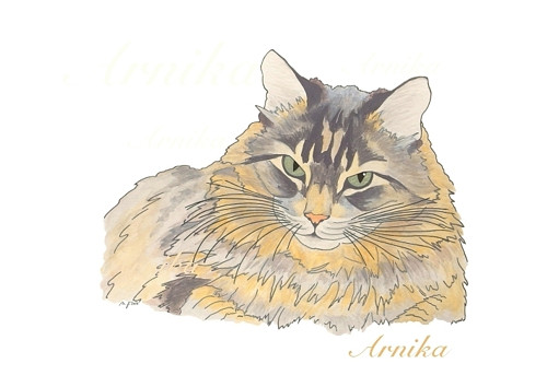 Kočka IV