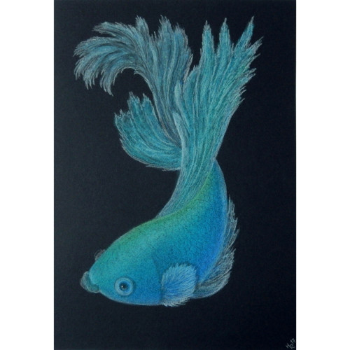 Betta bojovnice modrozelená