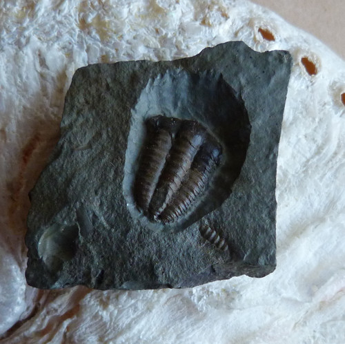 Trilobit - Ellipsocephalus Hoffi - ČR — foto 1