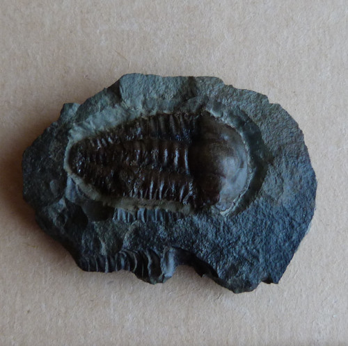 Trilobit - Ellipsocephalus Hoffi - ČR — foto 1