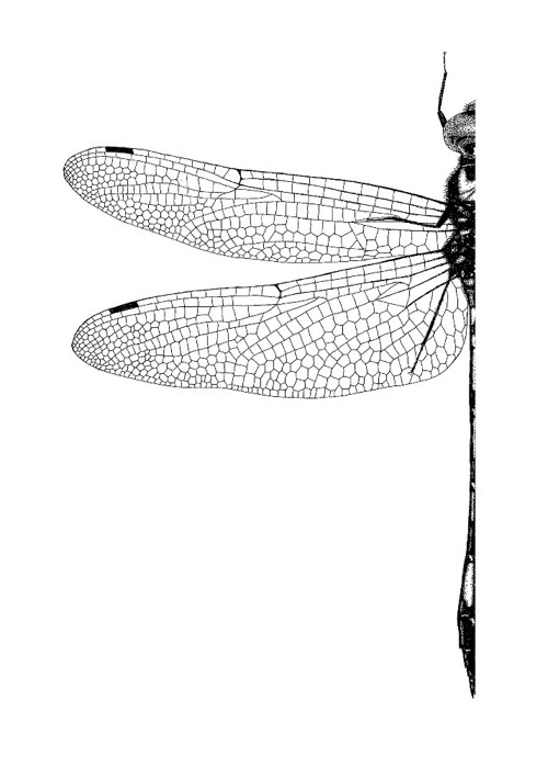 Dragonfly - zakázka — foto 1