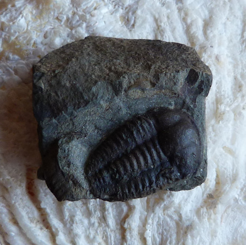 Trilobit - Ellipsocephalus Hoffi - ČR — foto 1
