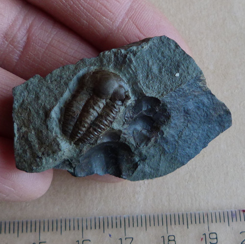 Trilobit - Ellipsocephalus Hoffi - ČR — foto 1