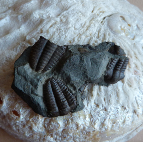 Trilobit - Ellipsocephalus Hoffi - ČR — foto 1