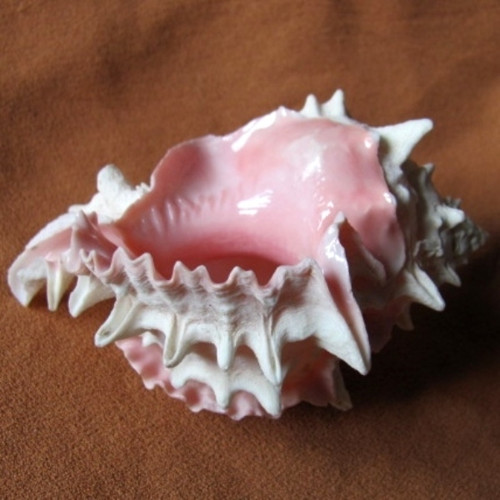 Mušle - hexaplex erythrostomus - murex — foto 1