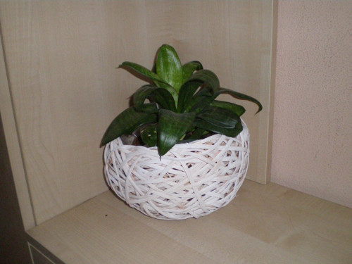 Obal šénový — foto 1