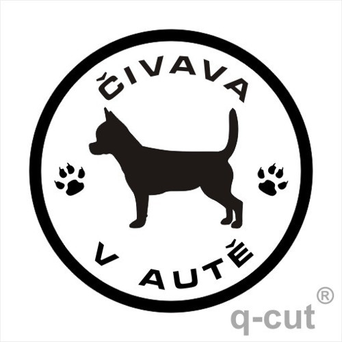 Čivava v autě