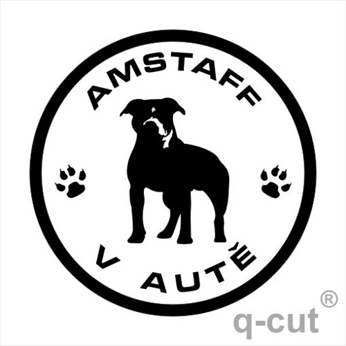 Amstaff v autě — foto 1