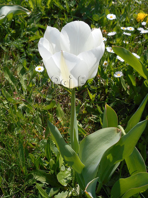 Bílý tulipán