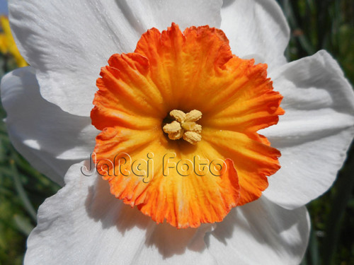 Narcis