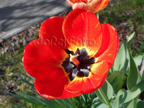 Červený tulipán