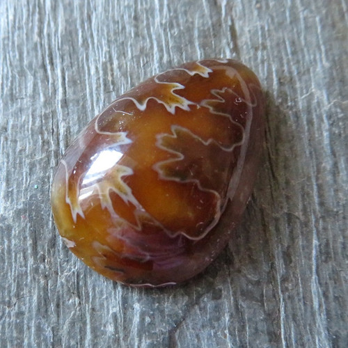 Amonit - kabošon č.1 — foto 1