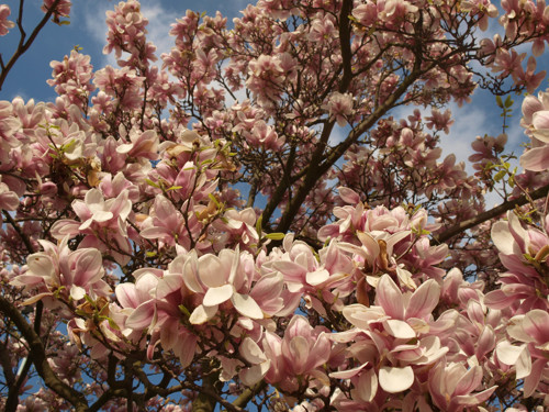 Holešovické magnolie