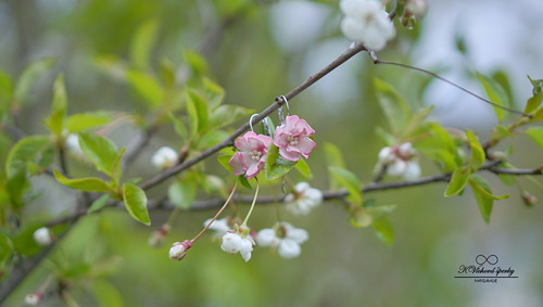 V třešňovém sadu II — foto 1