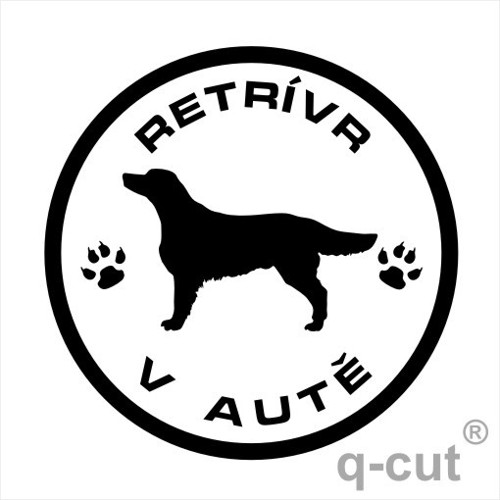 Flat Coated Retrívr v autě