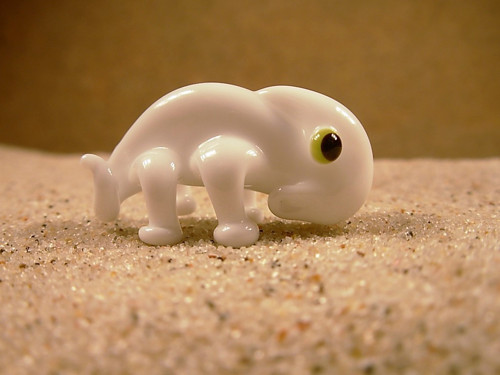 Chameleon bílý — foto 1