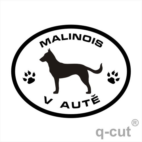 Malinois v autě