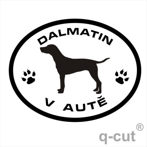 Dalmatin v autě