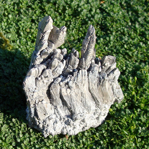 Stříbrné kapradí
