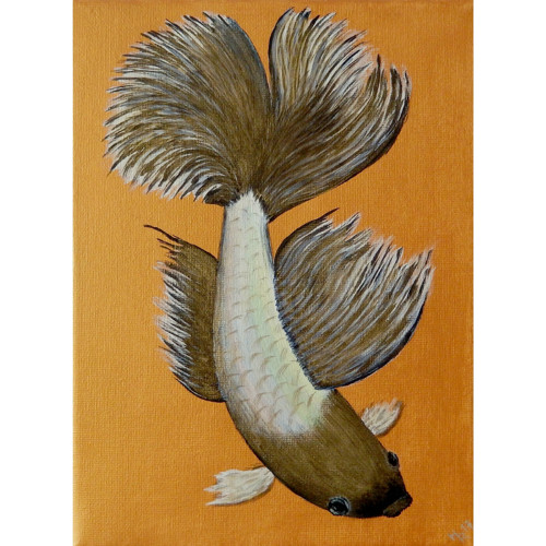 Betta bojovnice duhová
