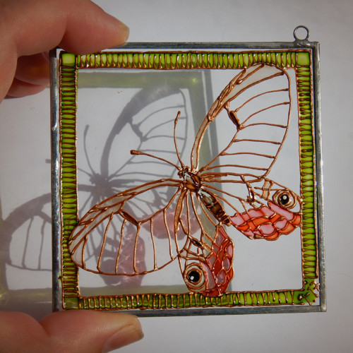 Cithaerias pireta II. — foto 1