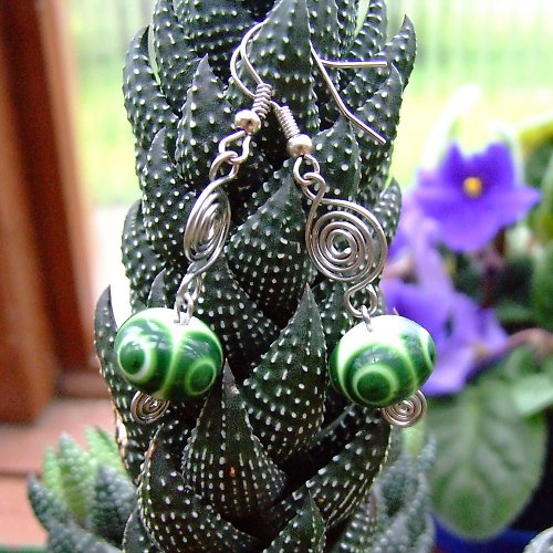 Haworthia okatá — foto 1