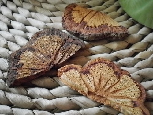 Květinkové půlkruhy — foto 1