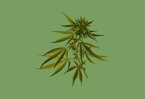 Panel 16x11cm Rostlina konopí — foto 1